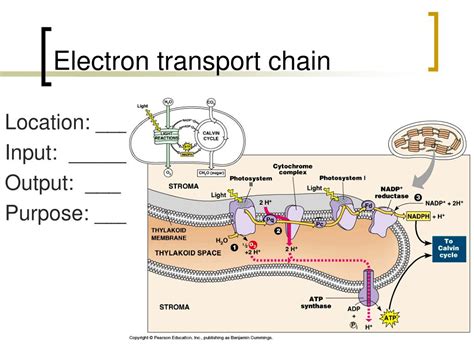 electron transport chain input and output|Iba pa.